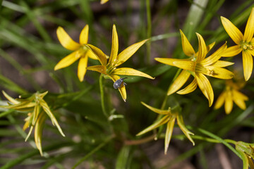 Spring. On a bed bloom Goose onions or onion Bird (lat. Gagea).