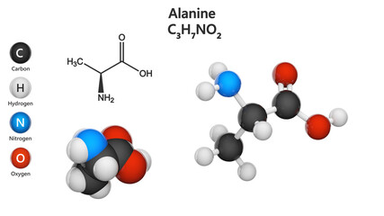 Alanine (symbol Ala or A) is a small non-essential amino acid in humans. Molecular formula: C3H7NO2. 3D illustration. Chemical structure model: Ball and Stick + Space-Filling. White background.