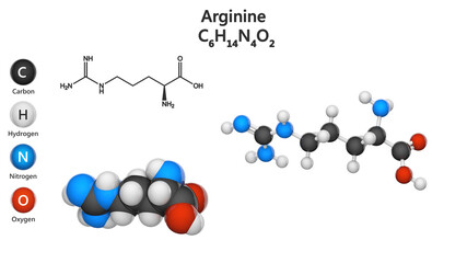 Arginine (molecular formula: C6H14N4O2) is an essential amino acid in humans. 3D illustration. Chemical structure model: Ball and Stick + Space-Filling. Isolated on white background.