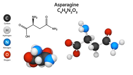 Asparagine (symbol Asn or N), is an amino acid that is used in the biosynthesis of proteins. Formula: C4H8N2O3. 3D illustration. Chemical structure model: Ball and Stick + Space-Filling.