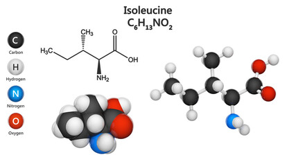 Isoleucine (symbol Ile or I) is an amino acid that is used in the biosynthesis of proteins. Formula: C6H13NO2. 3D illustration. Chemical structure model:Ball and Stick+Space-Filling. White background