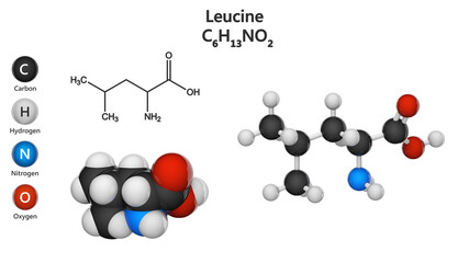 Leucine (symbol Leu or L) is an essential amino acid that is used in the biosynthesis of proteins. Formula: C6H13NO2. 3D illustration. Chemical structure model: Ball and Stick + Space-Filling.