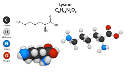 Lysine (symbol Lys or K) is an amino acid that is used in the biosynthesis of proteins. Formula: C6H14N2O2. 3D illustration. Chemical structure model: Ball and Stick + Space-Filling. White background
