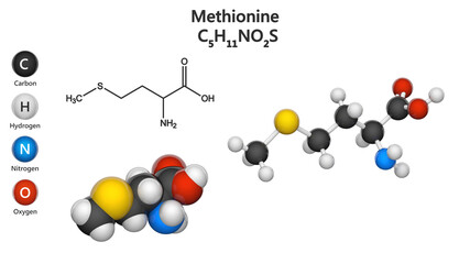Methionine (symbol Met or M) is an essential amino acid in humans. Formula: C5H11NO2S. 3D illustration. Chemical structure model: Ball and Stick + Space-Filling. Isolated on white background.
