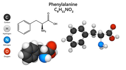 Phenylalanine (symbol Phe or F) is an essential amino acid with the formula C9H11NO2. 3D illustration. Chemical structure model: Ball and Stick + Space-Filling. Isolated on white background.