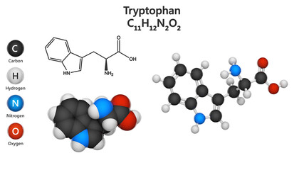 Tryptophan (symbol Trp or W) is an amino acid that is used in the biosynthesis of proteins. Formula C11H12N2O2. 3D illustration. Chemical structure model: Ball and Stick + Space-Filling.