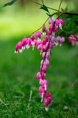 Plants and flowers blooming on a sunny spring day