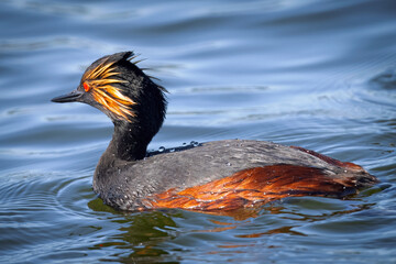 Close view of an eared grebe, seen in a North California marsh