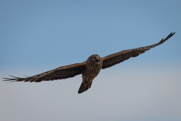 Extremely close view of a female  hen harrier (Northern harrier)  flying in beautiful light, seen...