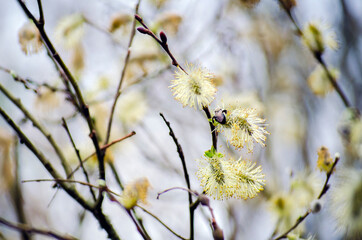 Pussy willow in bloom
