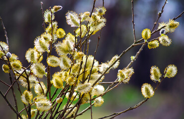 Pussy willow in bloom