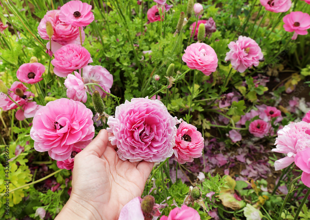 Poster hand holding pink ranunculus