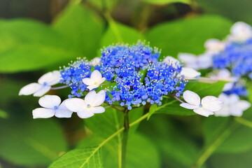 境内に咲く美しいアジサイ