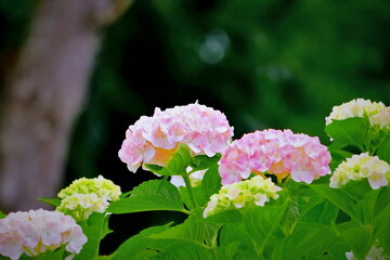 境内に咲く美しいアジサイ