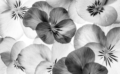 pansy flower -  flower background close up - black and white