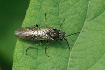 Fototapeta premium Detailed closeup of a sawfly , Dolerus , on a green leaf