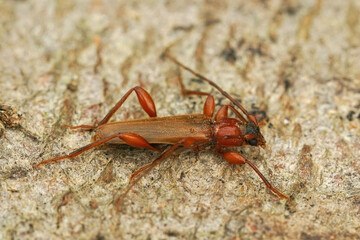 Closeup of the violet tanbark borer longhorn beetle, Phymatodes testaceus on a piece of wood