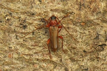 Closeup of the violet tanbark borer longhorn beetle, Phymatodes testaceus on a piece of wood