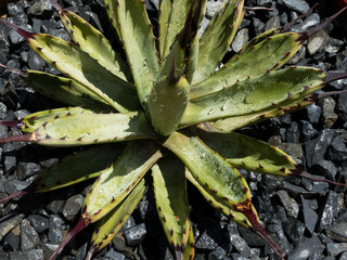 Closeup view of a Agave macroacantha striking plant with narrow blue gray leaves and black spines...