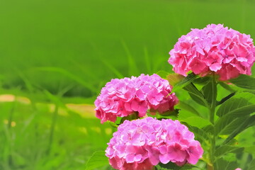 Fototapeta premium 美しいピンクのアジサイの花