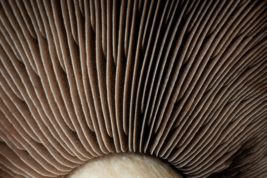 macro of a mushroom
