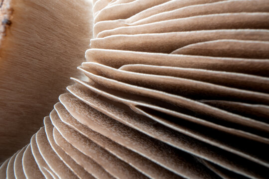 close up of mushroom gills