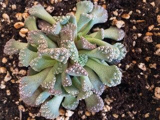 Beautiful and rare Titanpsis concrete leaf succulent plant top view from above closeup