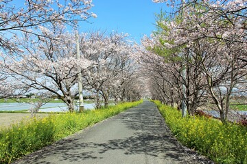 大刀洗町の桜並木