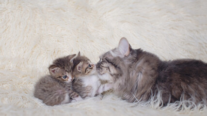 one adult cat sitting two kittens on neutral background. motherhood fatherhood love children. cat's day, mother's day, father's day, family love care concept. copy space
