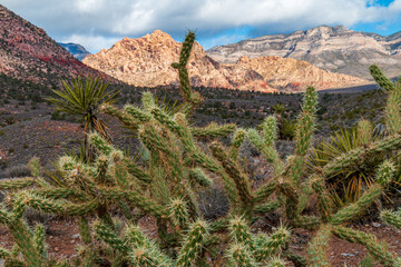 Red Rock Canyon Buckhorn Cholla Cactus and Mojave Yuccas in front of Distant Bridge Mountain La Madre Mountain Range Wilderness and White Rock Hills from Pine Creek Canyon Trailhead
