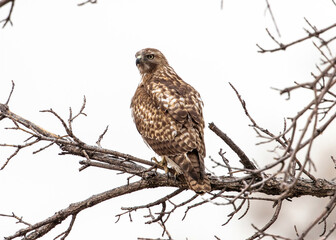 A Young Red-Tailed Hawk atop a tree in Wintertime showing its backside feather pattern.