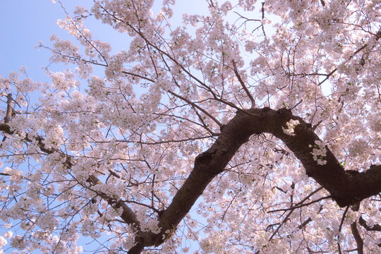 tree blossom