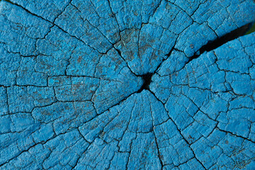 Cross section of a tree. The end of the wooden fence post is blue.