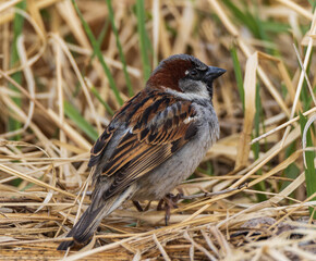 sparrow on the ground