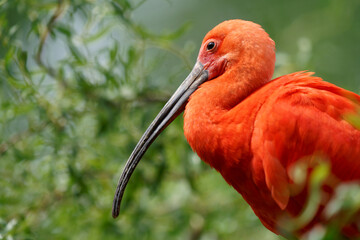 Scarlet Ibis (Eudocimus ruber)