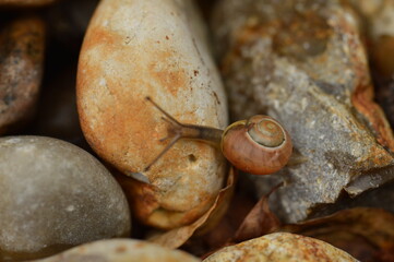 Small cute snail climbing stones