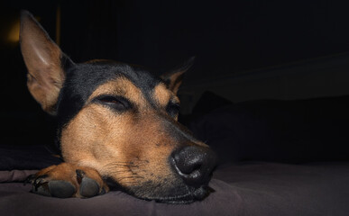 Stray mongrel rescued thai dog resting in bed dark background