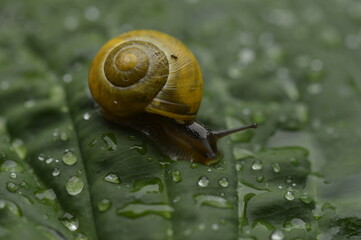 Yellow snail on leave wirg droplets