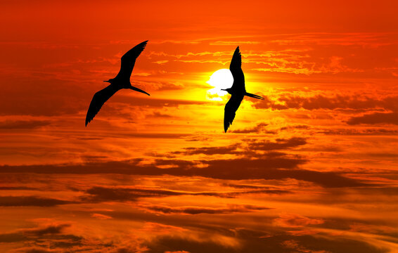 Sunset Freedom Birds