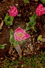 pink rose in a garden