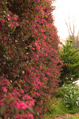 flowers in the garden