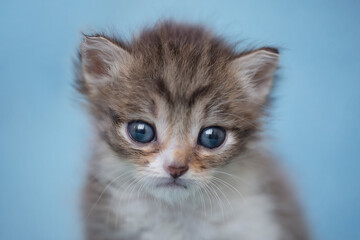 one newborn kitten sitting looking in camera. adorable kitten portrait. newborn photosession, animal care, cat's day, pet love, art photography, travel together, miss you, love you concept. copy space