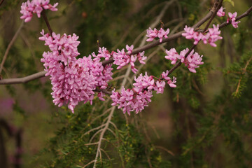 pink flowers in the garden
