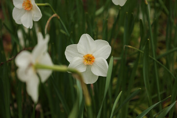 daffodils in the garden