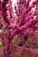 close up of pink flowers