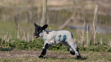 Lamb in a field in North Yorkshire, England, United Kingdom