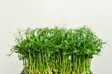 Micro greens peas sprouts isolated on white background. Healthy food concept. Copy space
