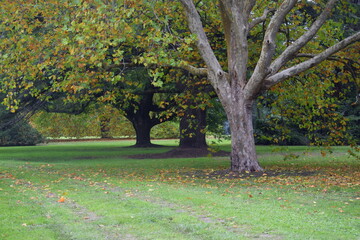 autumn in the park