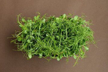 Micro greens peas sprouts on dark brown background. Healthy food concept. Copy space
