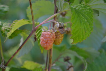 growing raspberry in the vine 